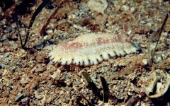 Goniobranchus