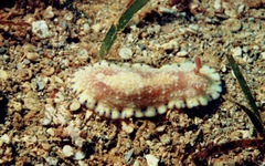 Goniobranchus