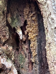 Sphaerosporium lignatile