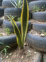 Sansevieria trifasciata