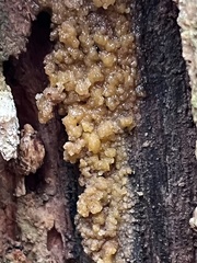 Sphaerosporium lignatile