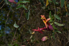 Dolichandra cynanchoides