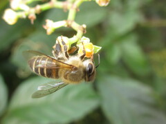 Apis cerana japonica