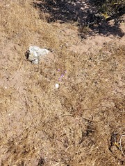 Cyanella hyacinthoides