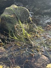 Phyllospadix torreyi