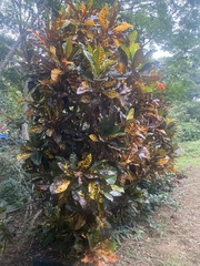 Codiaeum variegatum