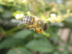 Apis cerana japonica