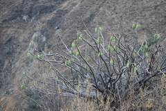 Vasconcellea candicans
