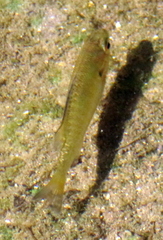 Lepomis auritus