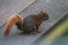 Sciurus granatensis