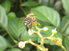 Apis cerana japonica