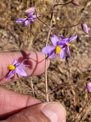 Cyanella hyacinthoides