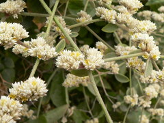 Alternanthera halimifolia