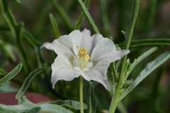 Chamaesaracha coronopus