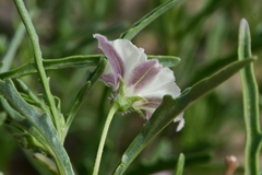 Chamaesaracha coronopus