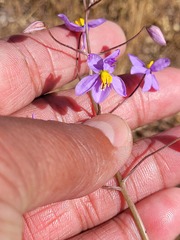 Cyanella hyacinthoides