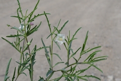 Chamaesaracha coronopus