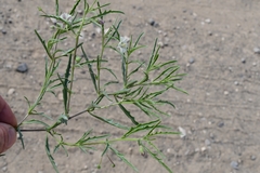 Chamaesaracha coronopus