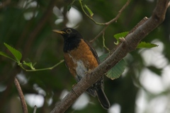Izu Thrush photo 2