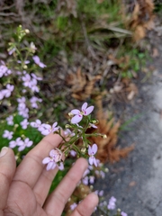 Stylidium laricifolium