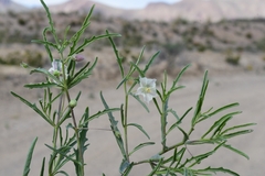 Chamaesaracha coronopus