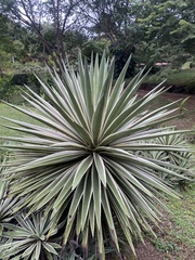 Agave angustifolia