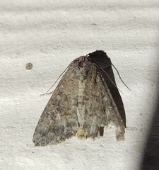 Condica sutor