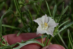 Chamaesaracha coronopus