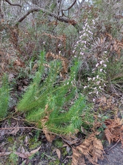 Stylidium laricifolium