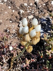 Ornithogalum thyrsoides