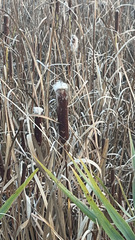 Typha latifolia