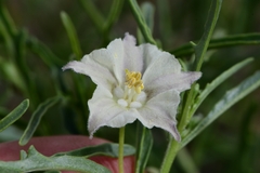 Chamaesaracha coronopus