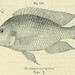 Hemitilapia oxyrhynchus - Photo Boulenger, George Albert, 1858-1937, sin restricciones conocidas de derechos (dominio publico)