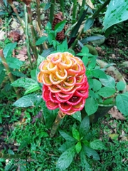 Zingiber spectabile