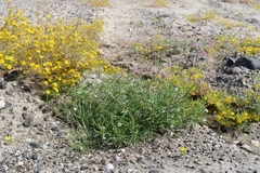 Chamaesaracha coronopus