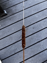 Typha latifolia