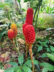 Zingiber spectabile