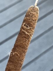 Typha latifolia