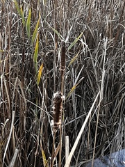 Typha latifolia