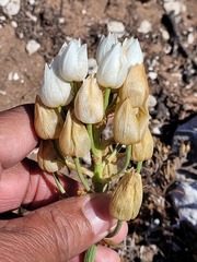 Ornithogalum thyrsoides