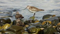 Calidris fuscicollis