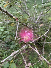 Calliandra surinamensis
