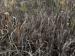 Typha latifolia