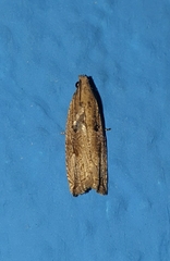 Bactra