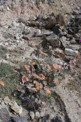 Boerhavia gracillima