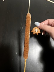 Typha latifolia