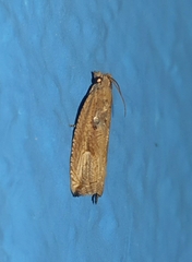 Bactra