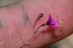 Boerhavia gracillima