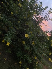 Allamanda cathartica
