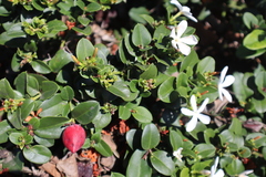 Carissa macrocarpa